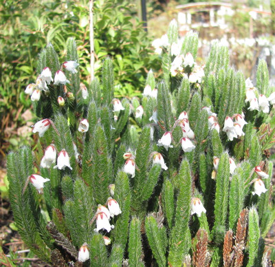 Cassiope wardii 